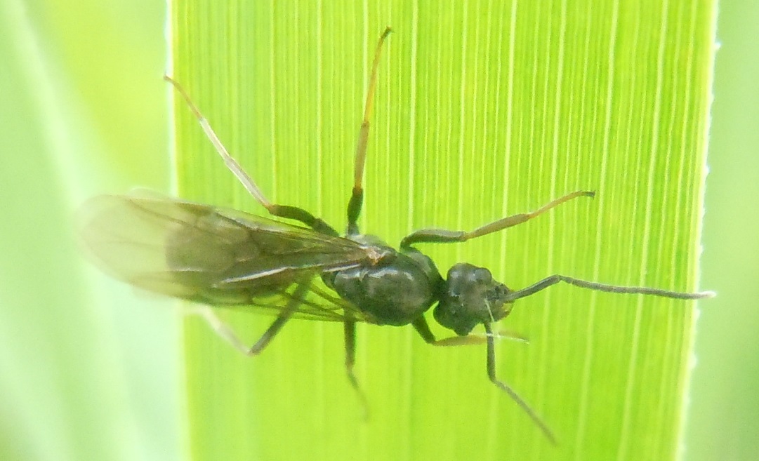 Formica alata:  Lasius (Lasius) sp., maschio